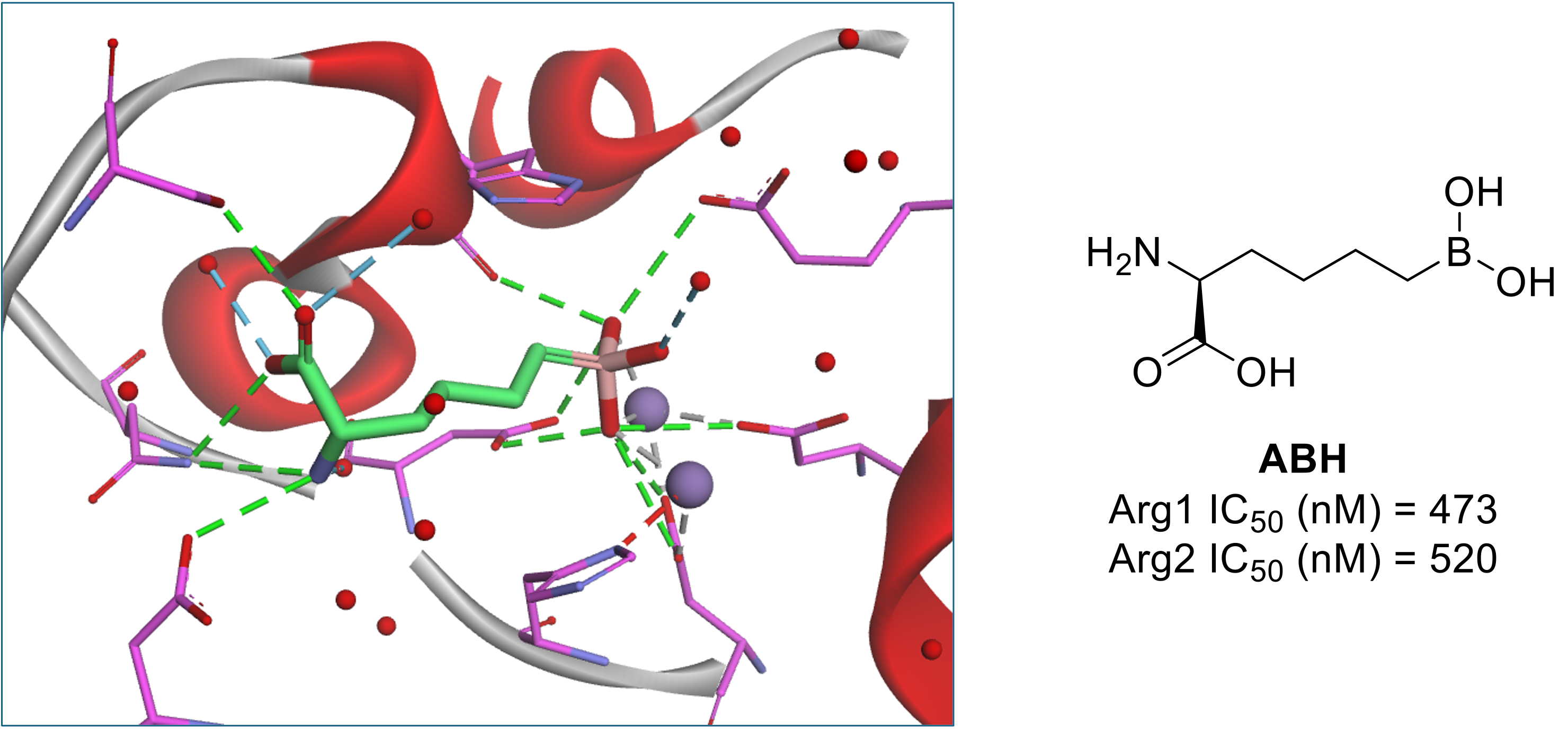 Arg2 (T16) Rabbit mAb main image 1